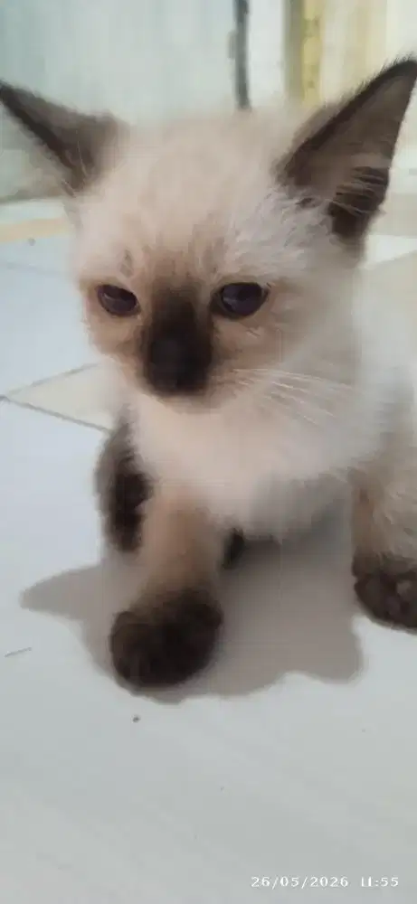 Himalaya kitten
