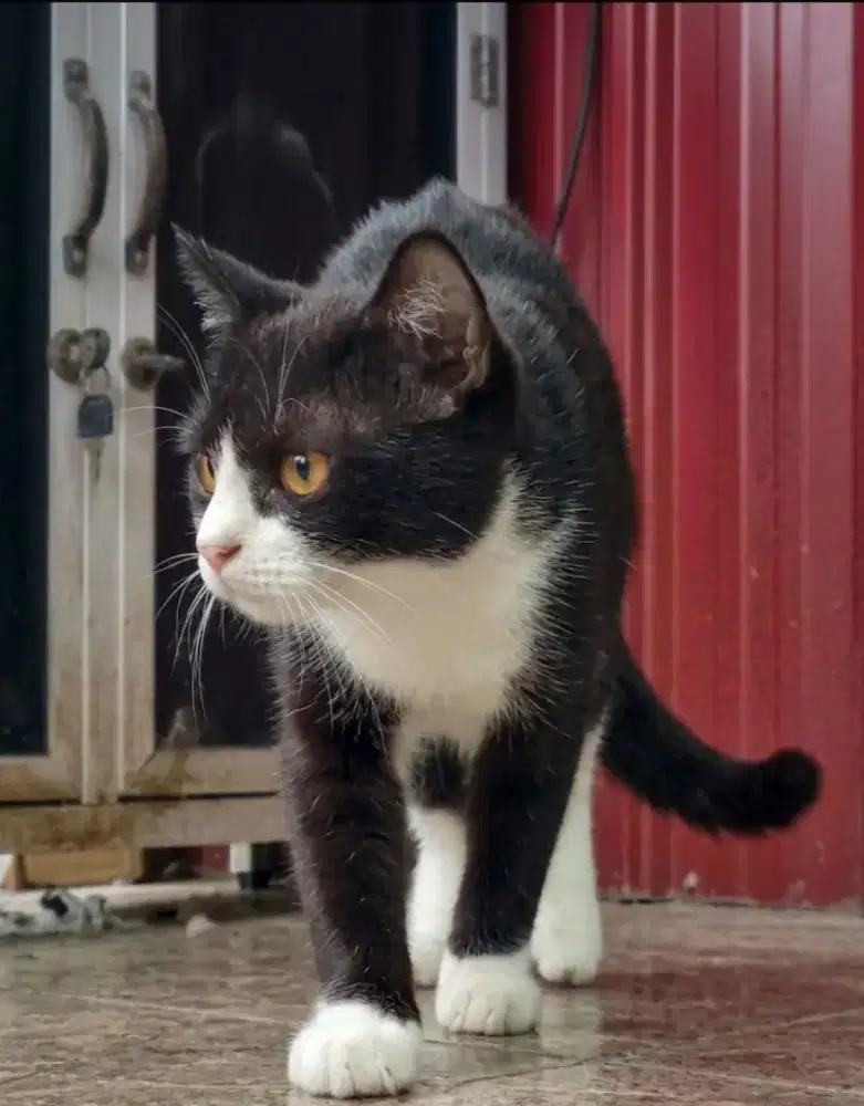 British shorthair
