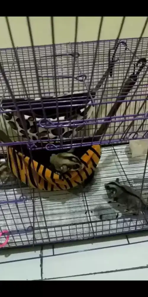 Sugar glider Grey