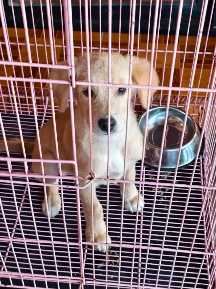 Golden betina cantik 2 bulan free ongkir