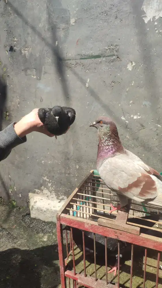 Burung Dara Kelabu