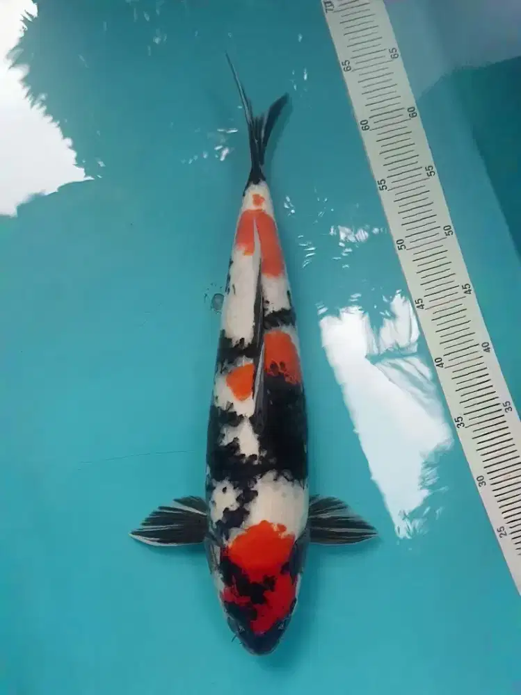 Koi Showa M45cm JANTAN berpunuk hitam pekat motoguro imbang HQ