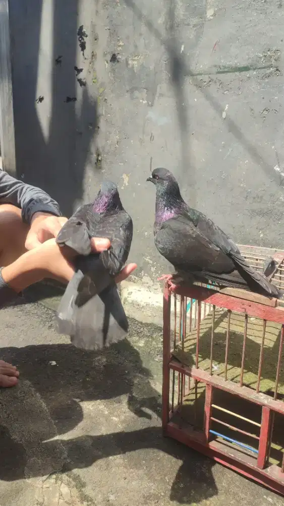 Burung Dara Tritis