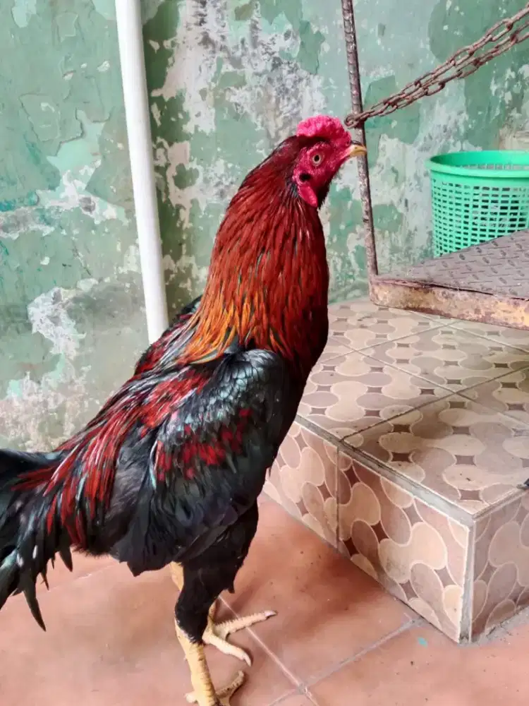 Ayam bangkok trah juara