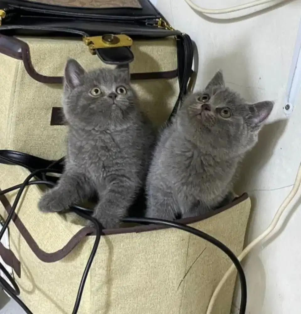 kitten british short hair anakan import