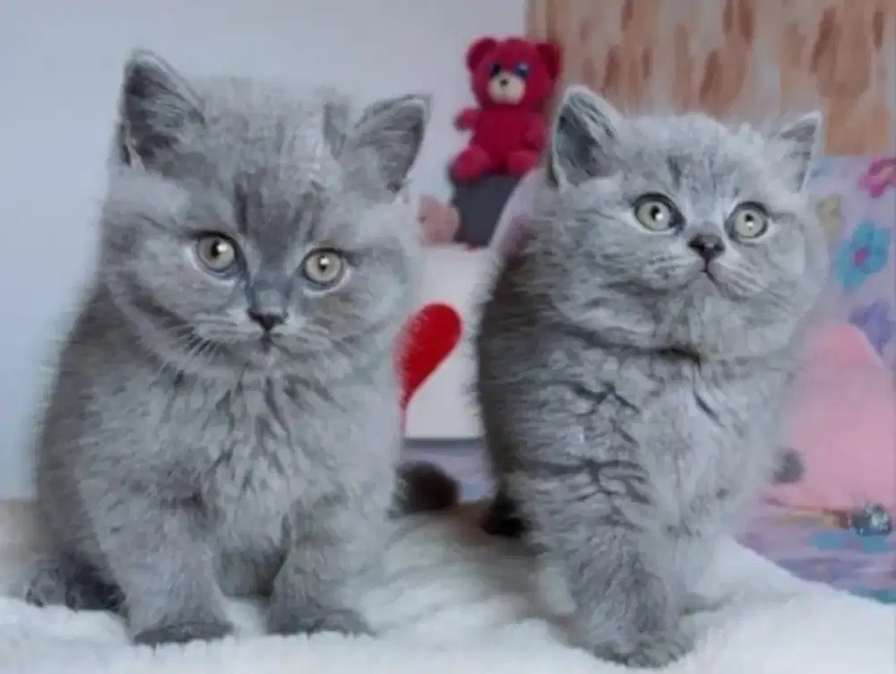 kitten british short hair anakan import ped