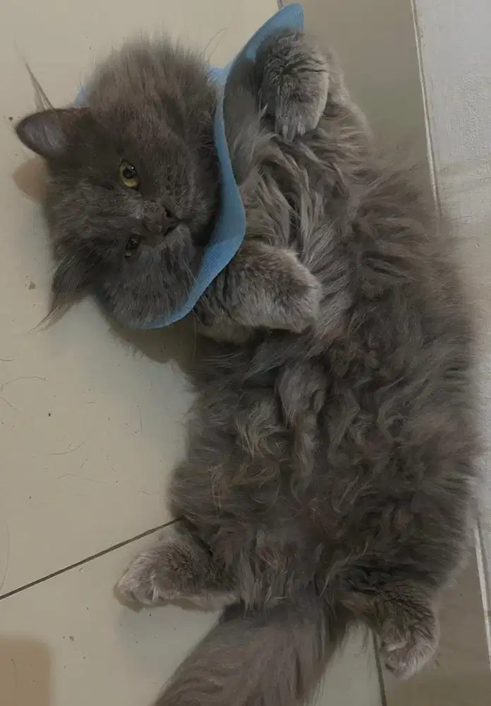 Kucing british longhair british shorthair bsh british shorthair