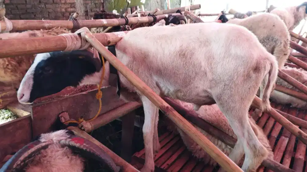 DOMBA DAN SAPI UNTUK QURBAN BANYAK DISKON
