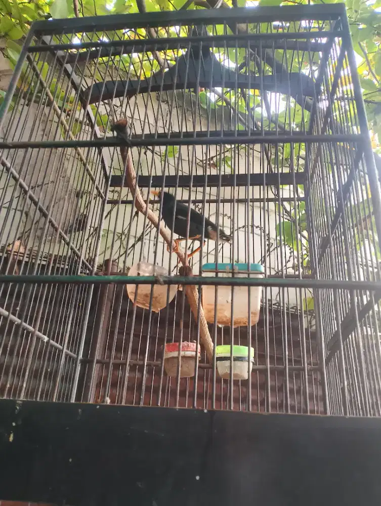 Jalak kebo mata kuning