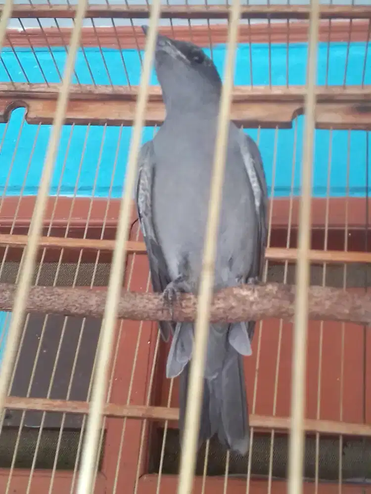 KEPODANG SUNGU LANGKA USIA MAPAN RAWATAN LAMA 1 JUTA FULSET