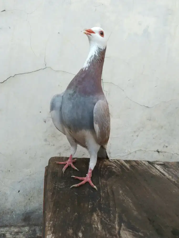 Burung dara merpati tinggian kenceng