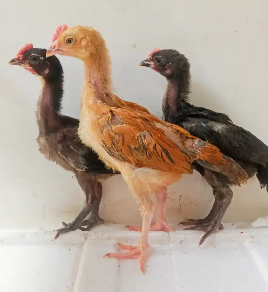 AYAM PELUNG 3 EKOR