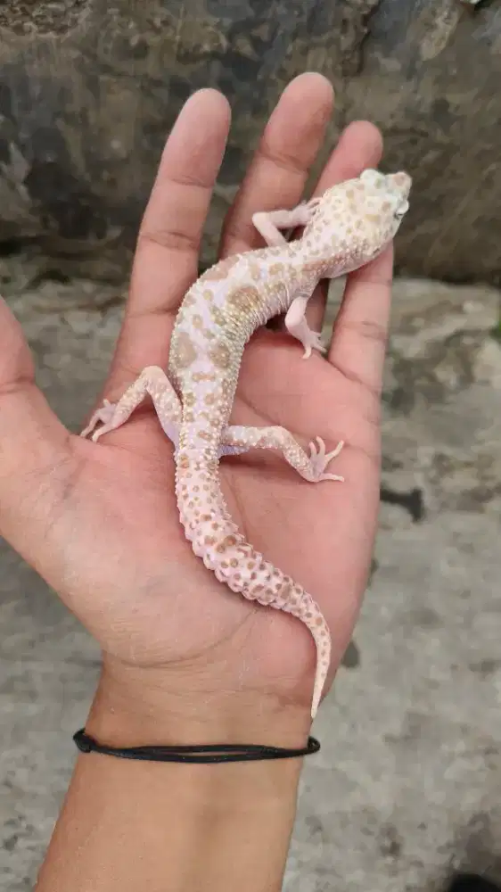 Gecko Jantan - Usia 10 bulan