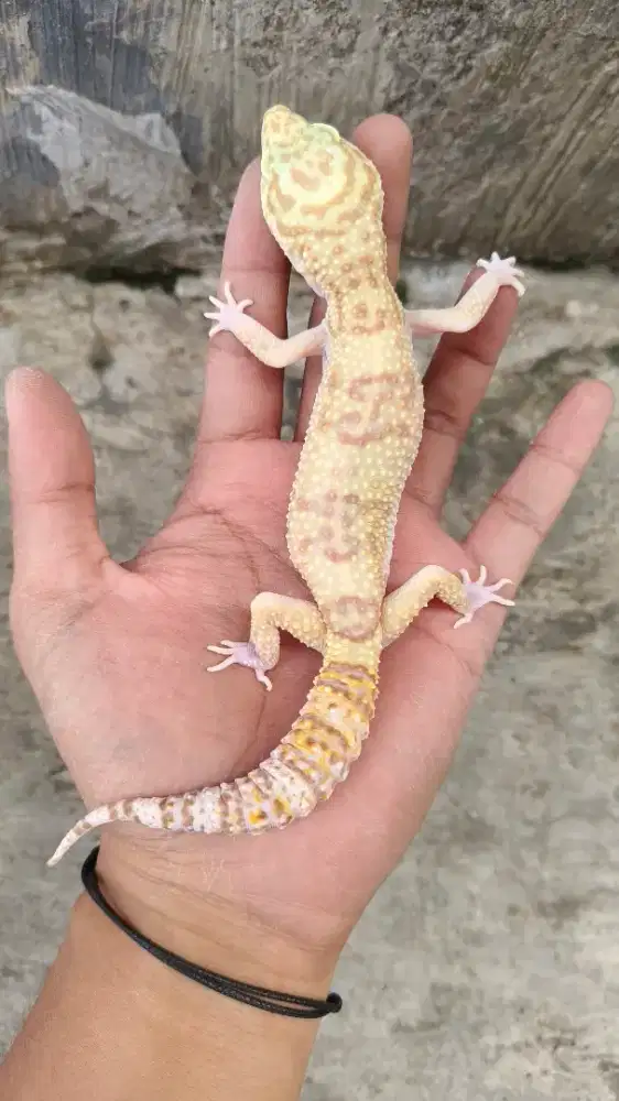 Gecko Betina Indukan