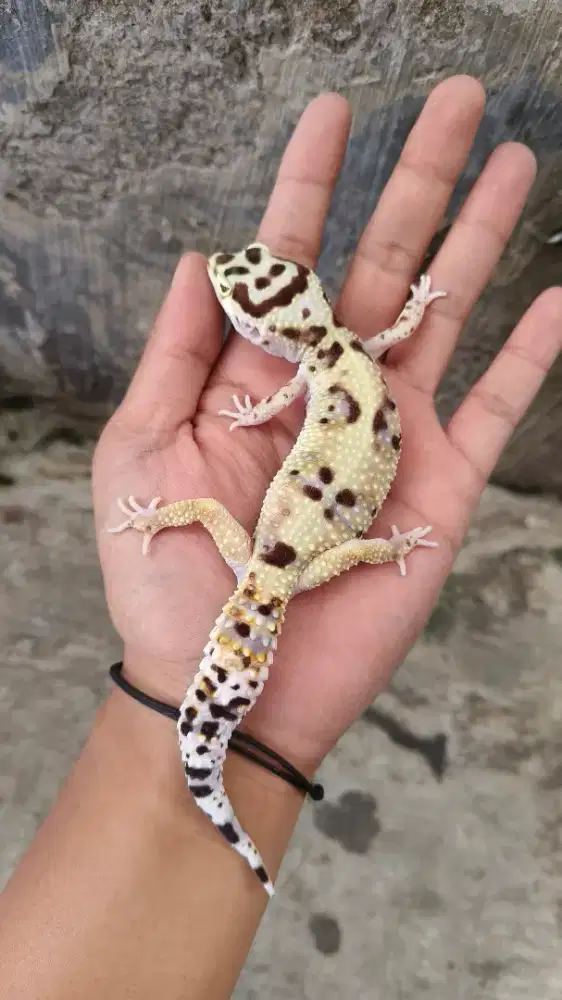 Gecko Betina Indukan