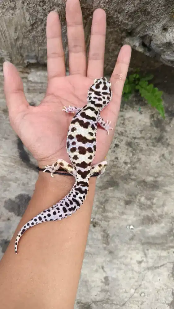 Gecko Betina Indukan