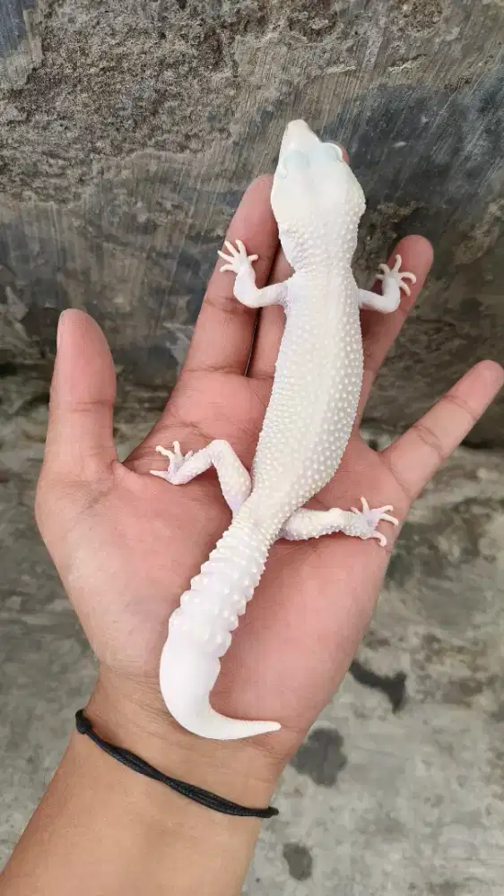Gecko Betina Indukan