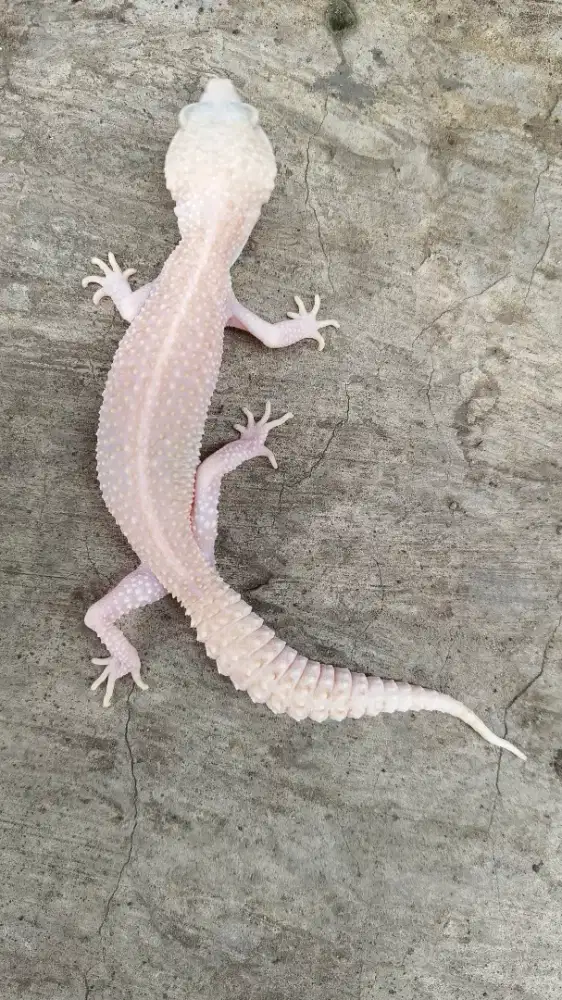 Gecko Betina Indukan