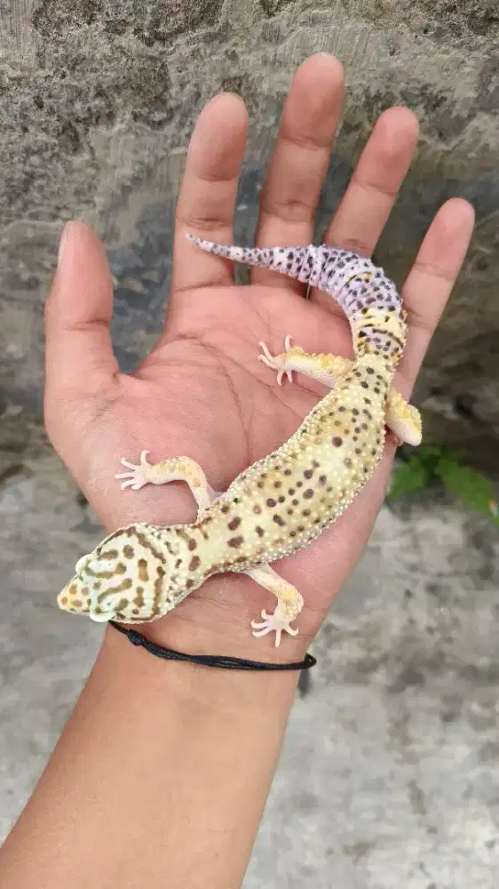 Gecko Betina Indukan