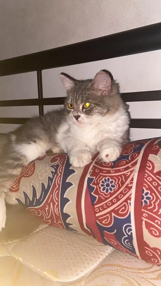 Kucing persia medium betina 5 bulan