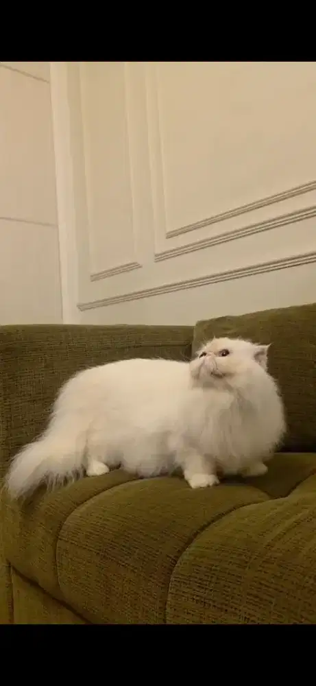 Kucing peaknose longhair