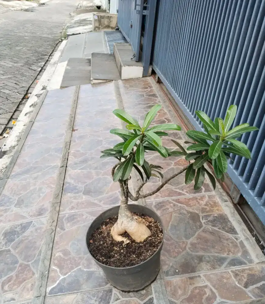 Adenium Kamboja Jepang Bonggol Besar Size C