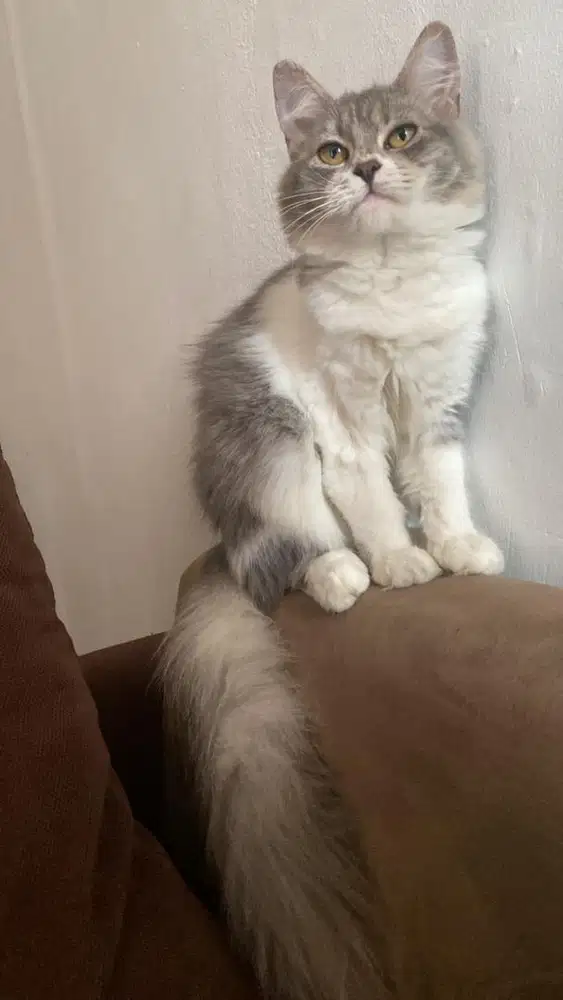kucing persmed betina