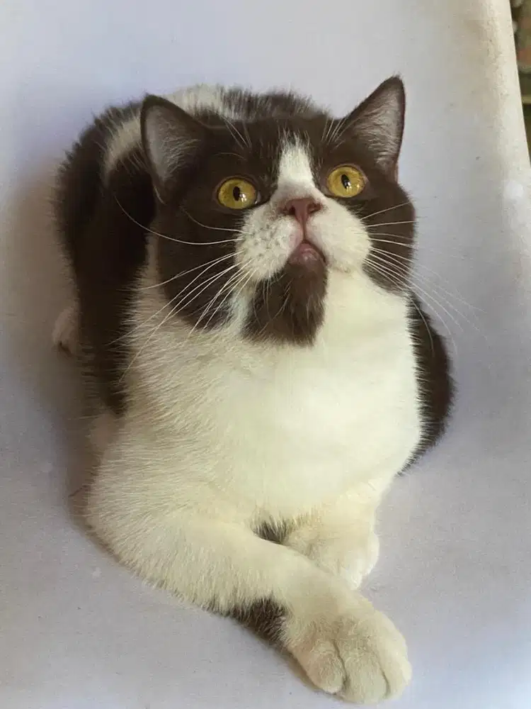 Kucing BSH Bicolor Cinamon