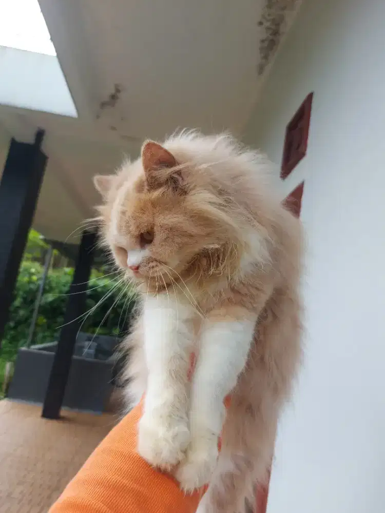 Kucing persia Betina