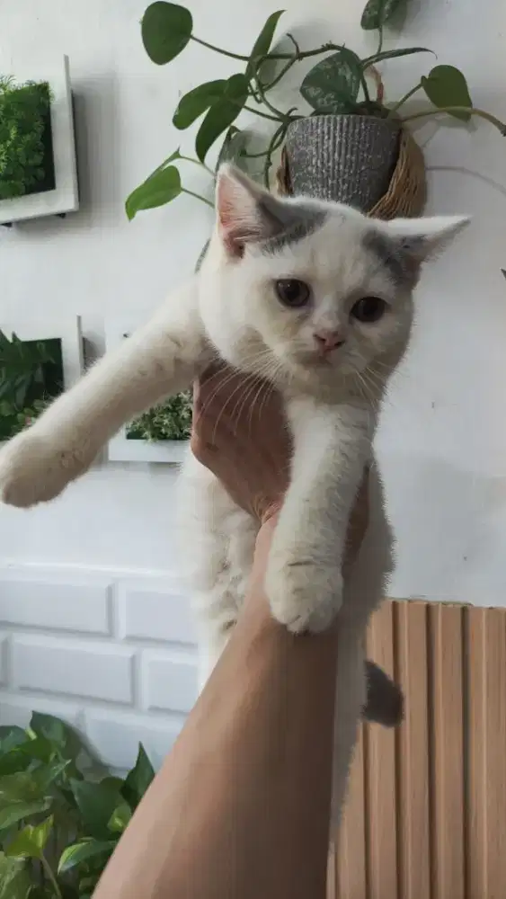 Kitten bsh bicolor jantan 3 bln, nonped, nego tipis
