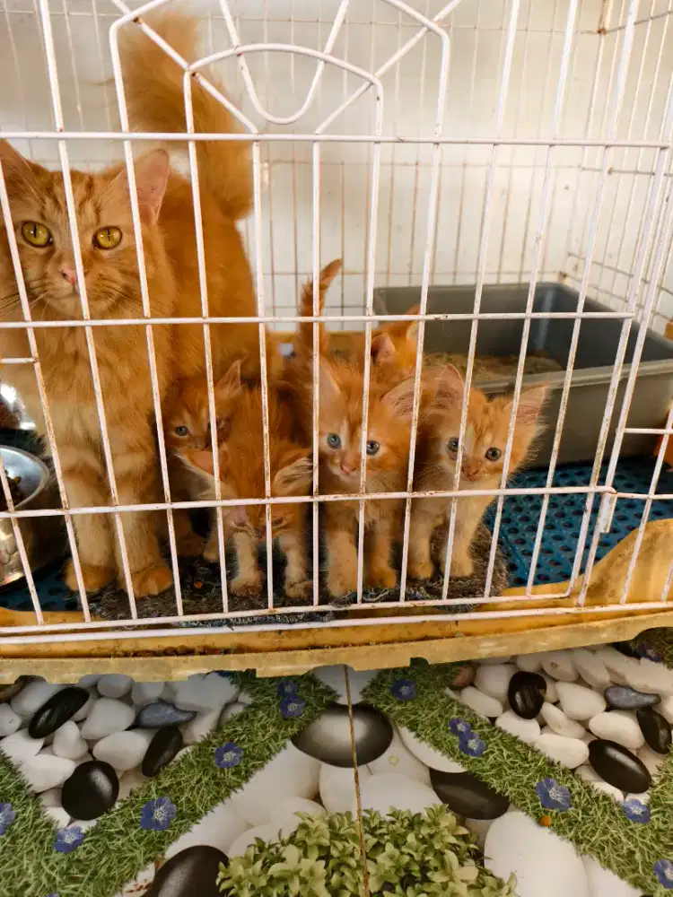 Kucing persia jantan dan betina