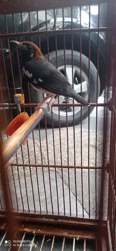 JUAL BURUNG ANIS KEMBANG DEWASA