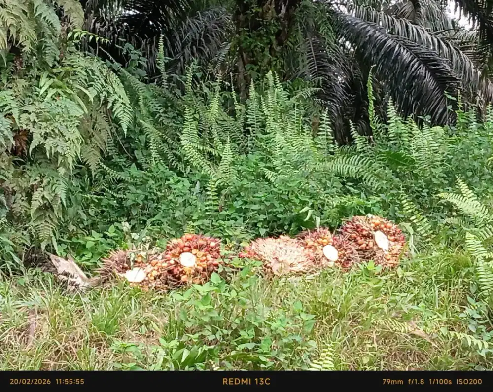lowongan kerja perkebunan kelapa sawit