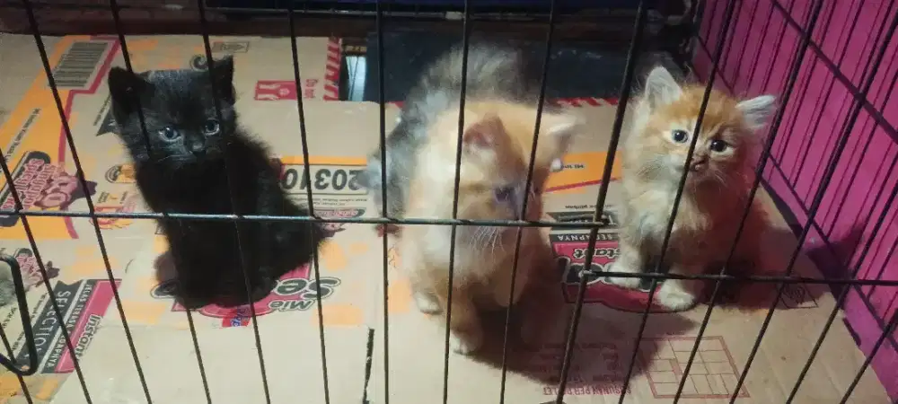 Anak Kucing Jenis Persia Medium
