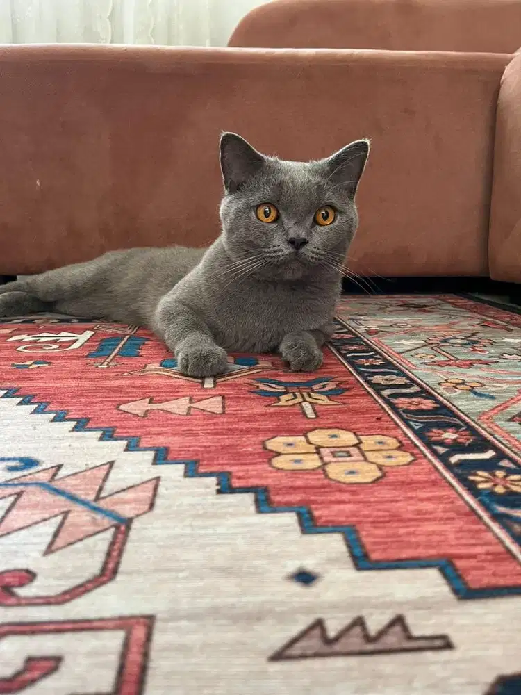 Kucing BSH jantan