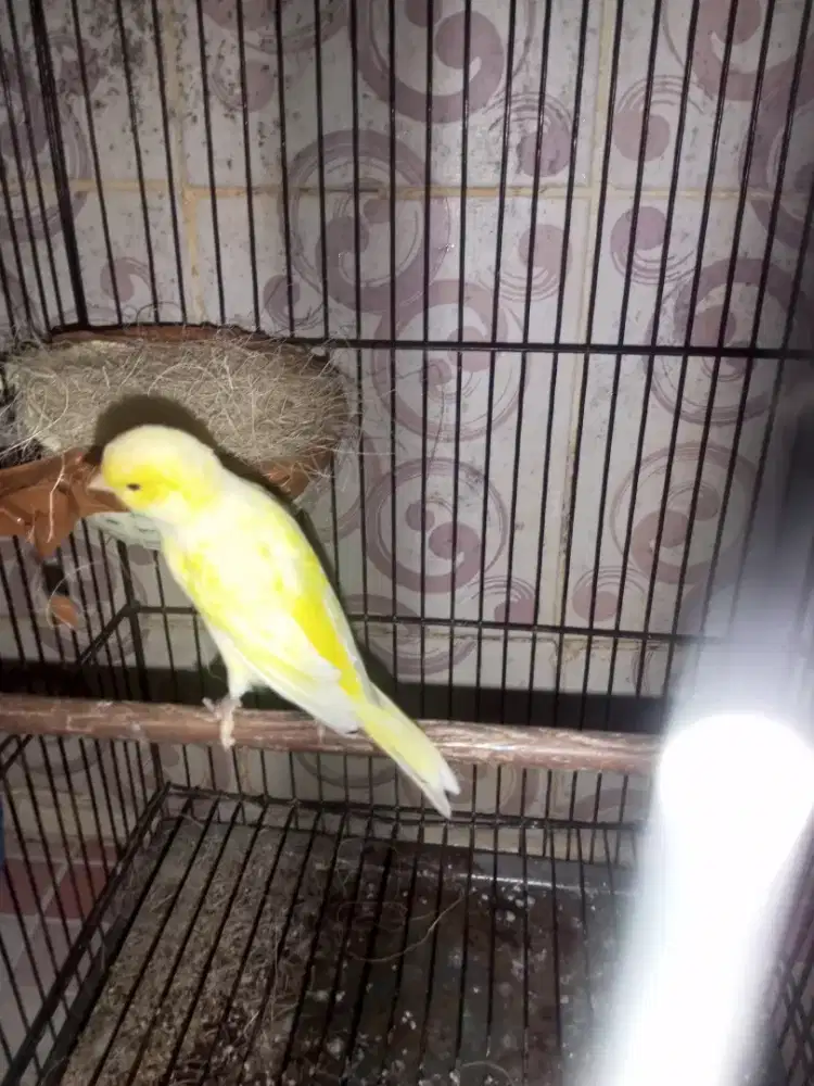 Burung kenari loper betina dewasa warna cerah