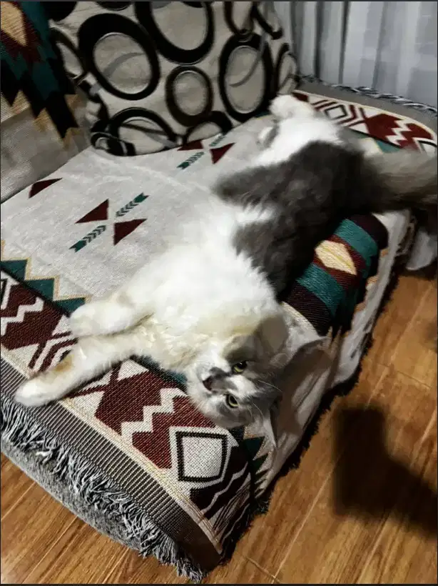 Kucing Jantan Persia Medium