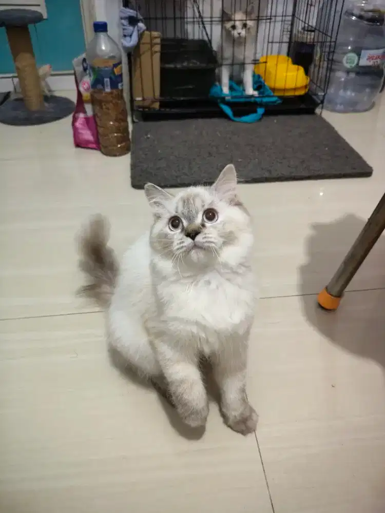 RAGDOLL Mix Lynx Point Bicolor