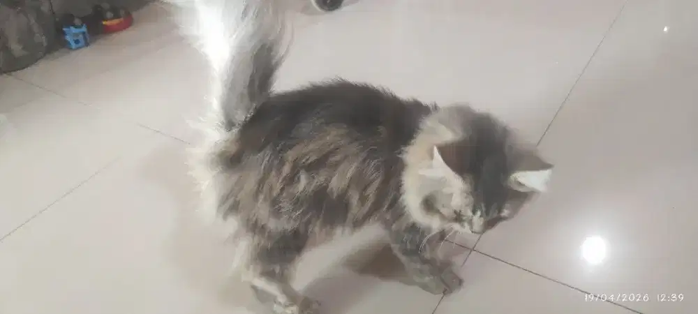 Jual. Kucing murah