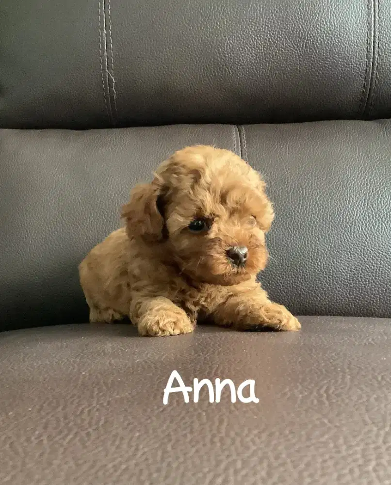 Red Mini Poodle