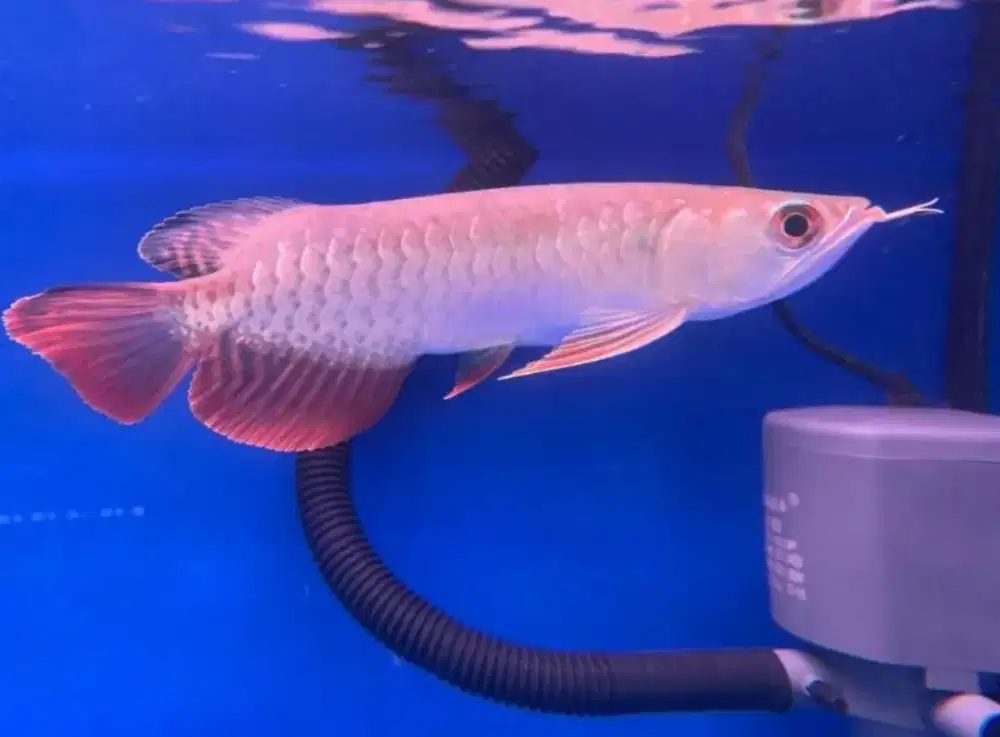 Ikan Arwana Golden Red