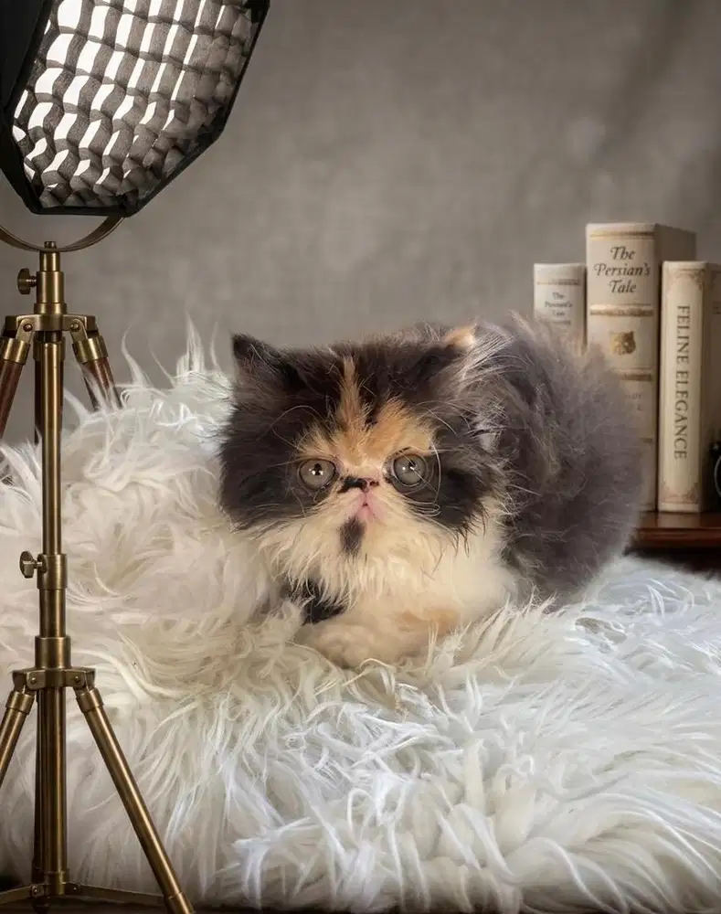 Female persian kucin persian