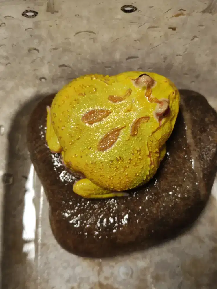 Pacman frog betina