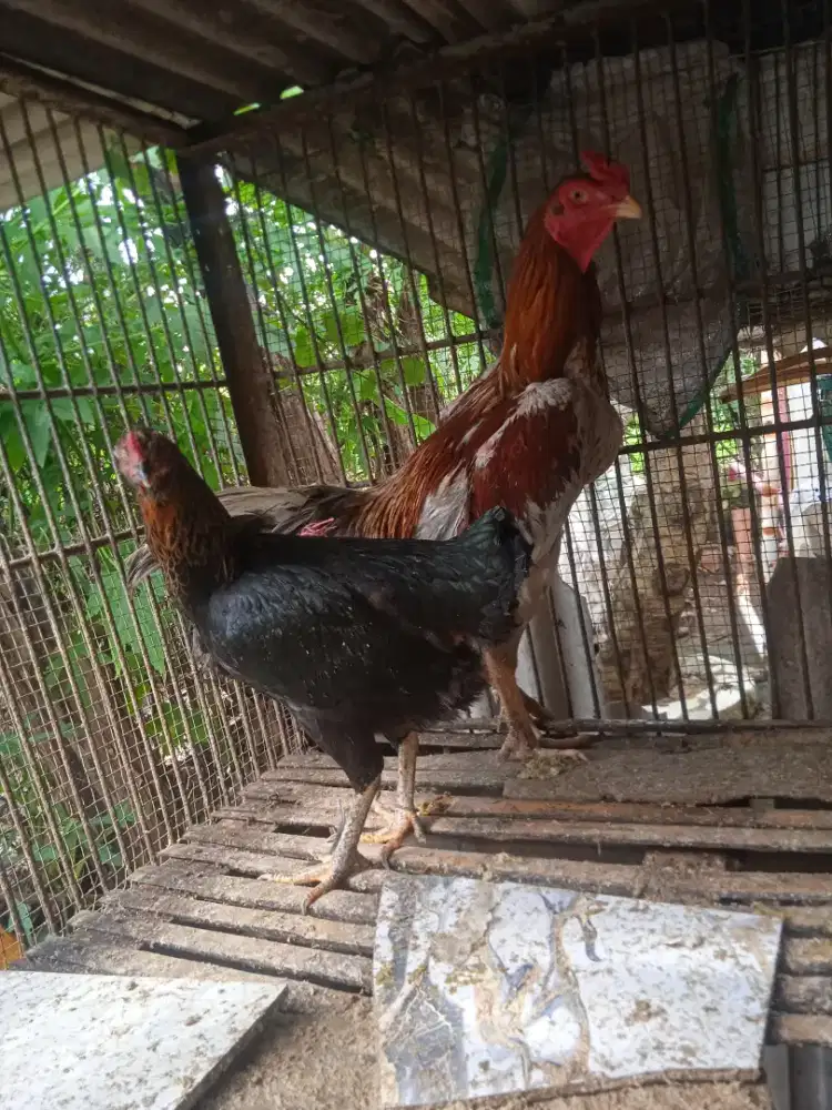 Ayam bangkok tinggi besar