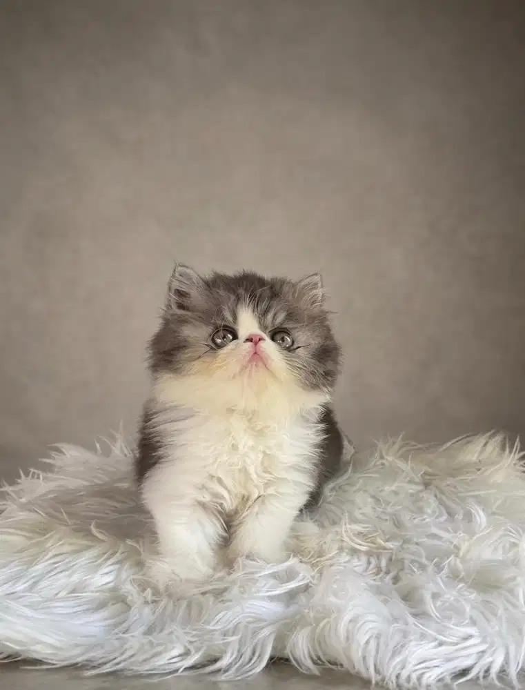 Male persian kitten kucin persia