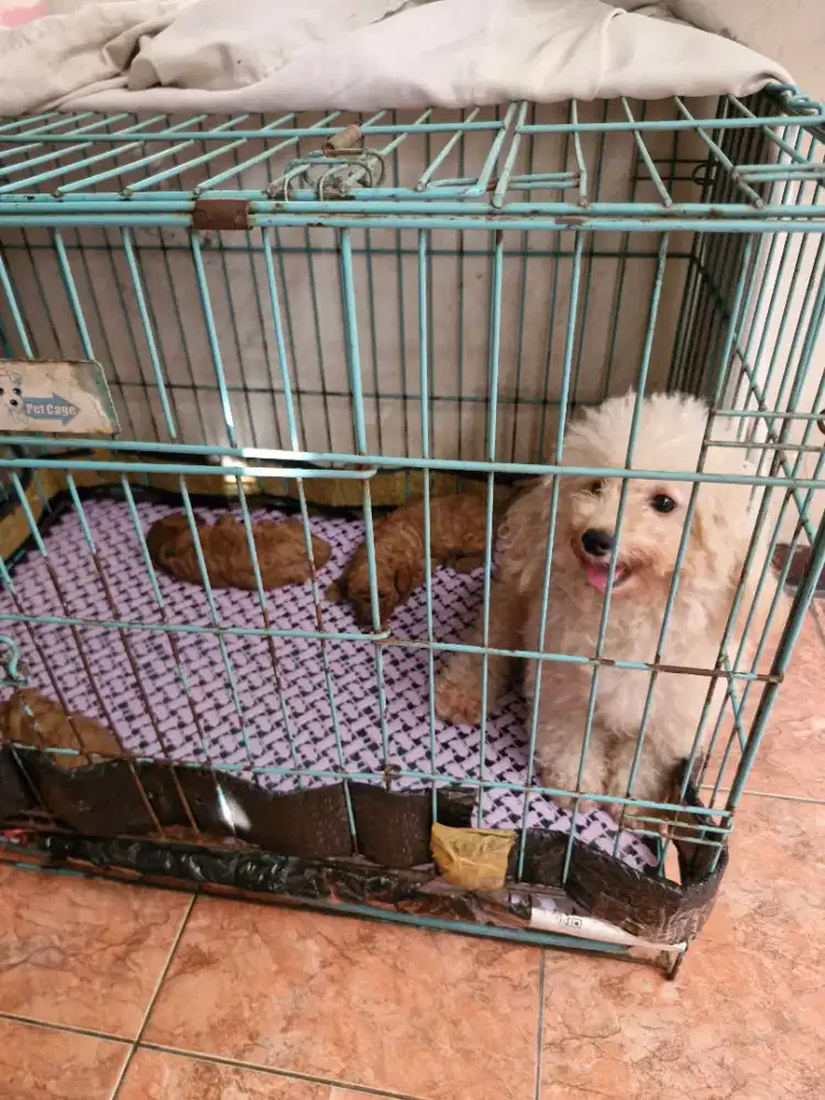 Dijual borongan poodle