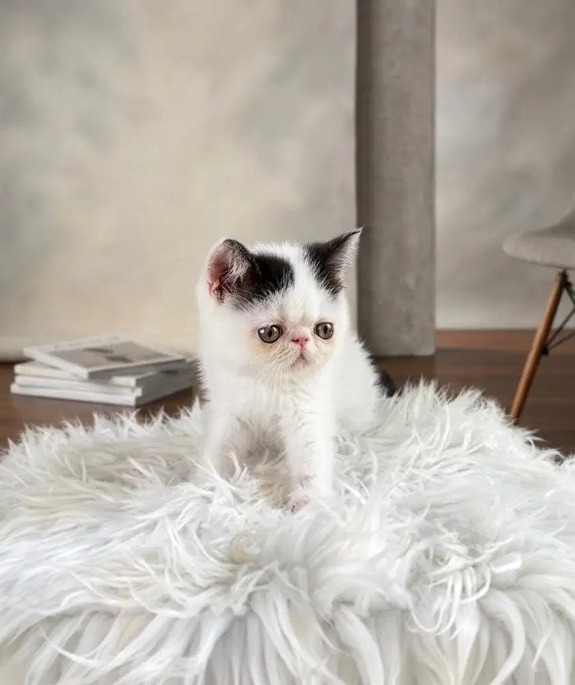 Male exotic persian