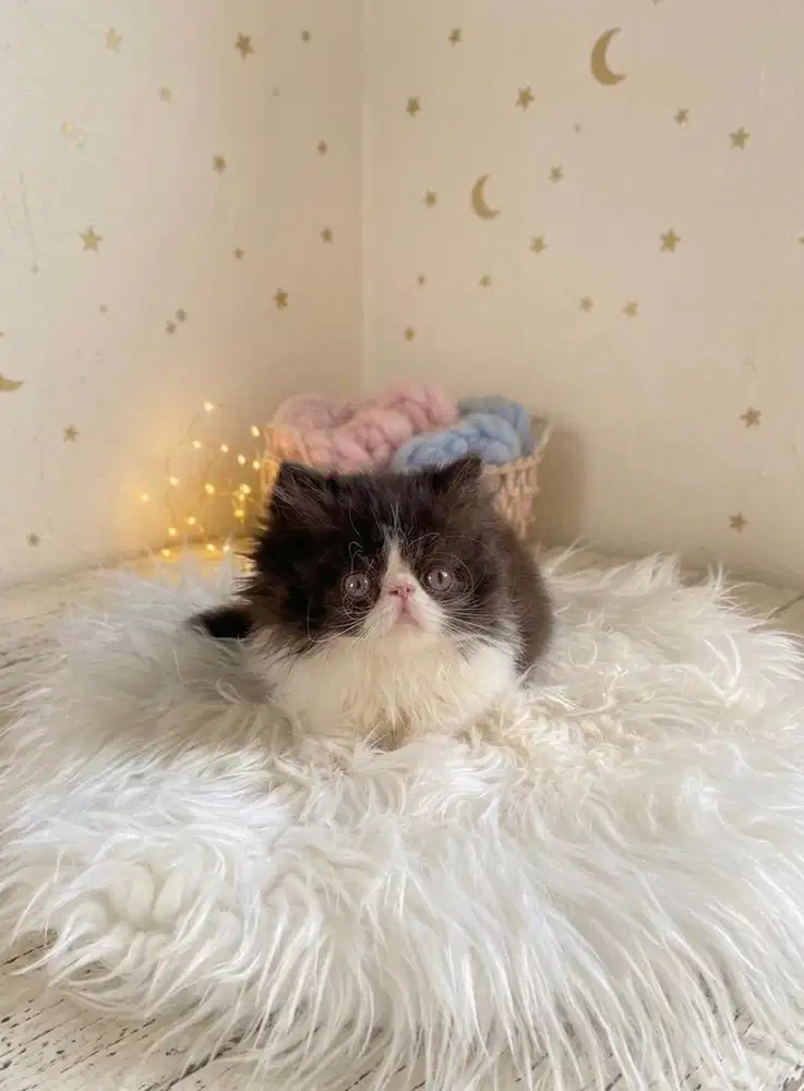 Female persian black and white istimewa