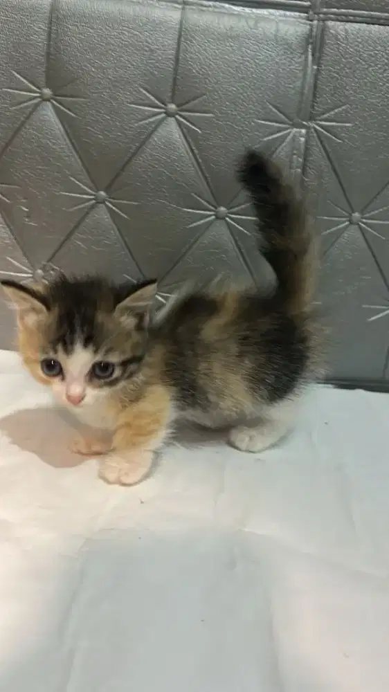 KUCING MUNCHKIN