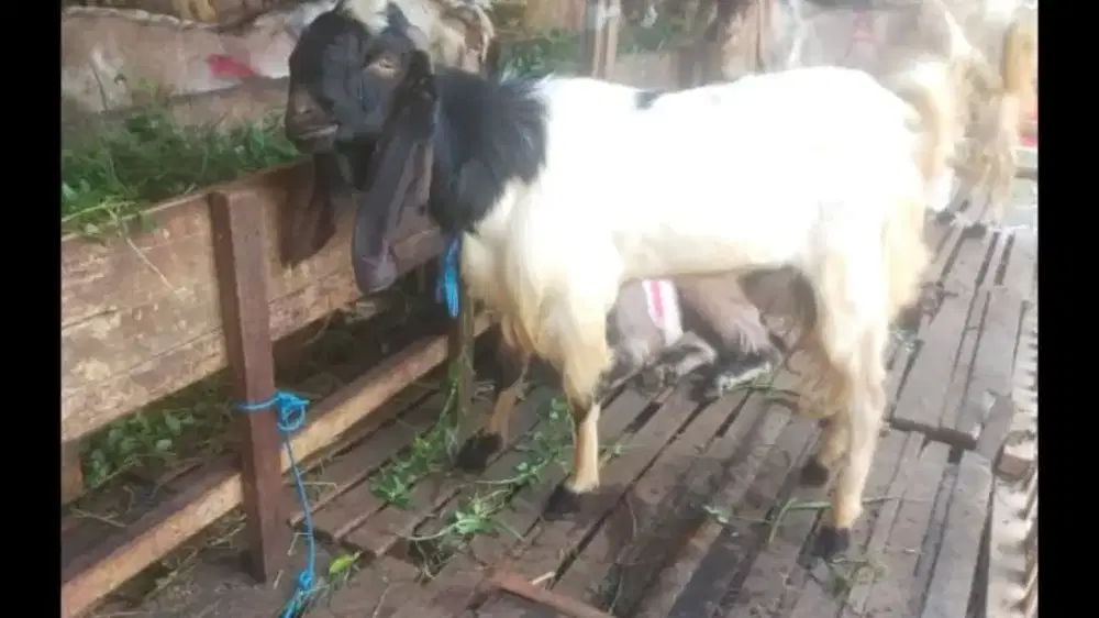 Kambing Qurban Nego Kandang insyaallah deaL